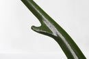 Yamaha Side Stand - Banner Rec